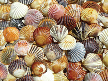 Load image into Gallery viewer, Heritage Puzzle - Bay Scallop Beauties 550 Piece Puzzle
