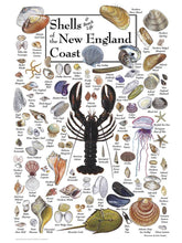 Load image into Gallery viewer, Heritage Puzzle - Shells of the New England Coast Puzzle
